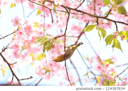 Cherry blossoms and Japanese white-eye 26 124367634