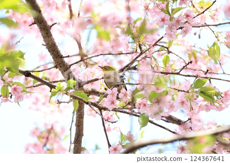 櫻花與繡眼鳥 33 124367641