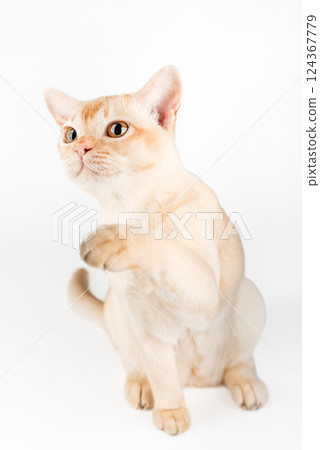 Burmese cat full-length on white background. 124367779