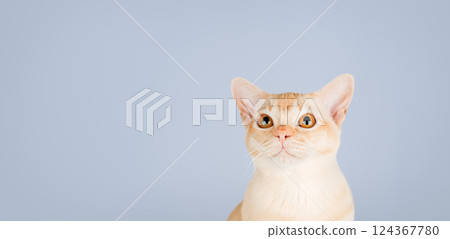 Portrait of Burmese cat. Studio shot. 124367780