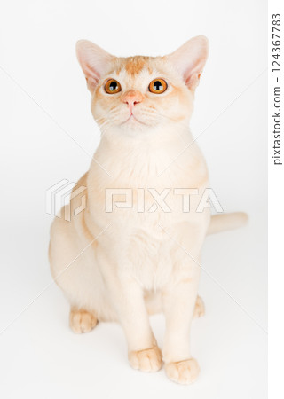 Burmese cream cat full-length on white background. Burmese cream cat full-length on white background. 124367783