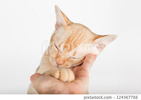 Human hand petting Burmese cat. Human hand petting Burmese cat. 124367788