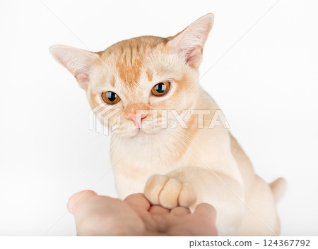 Burmese cat gives paw to owner. Burmese cat gives paw to owner. 124367792