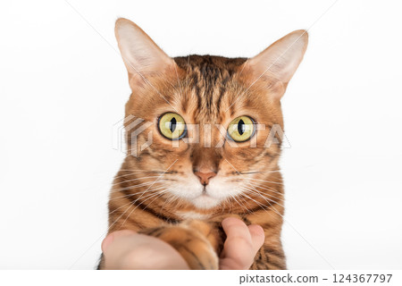 Bengal cat giving paw to owner. Bengal cat giving paw to owner. 124367797