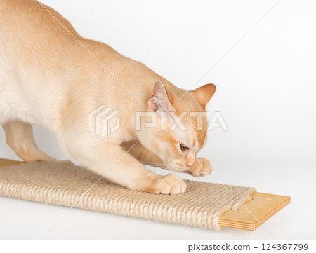 Burmese cat sharpening claws on scratching board. Burmese cat sharpening claws on scratching board. 124367799