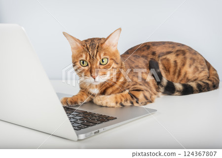 Bengal cat working at the computer. 124367807