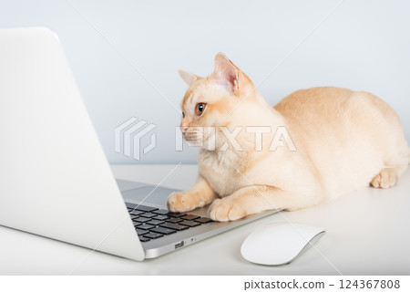 Cat works on computer at home or in office. 124367808