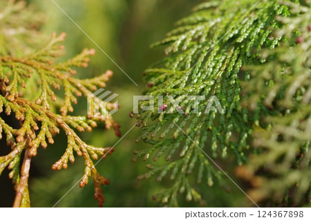 Cypress leaves starting to bear pollen (image material for hay fever) 124367898