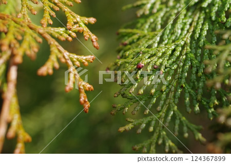 Cypress leaves starting to bear pollen (image material for hay fever) 124367899