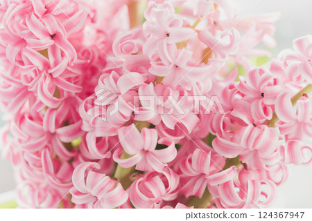 8 March greeting card. mother's day, International Women's Day congratulate Holiday background celebration concept. Pink hyacinth bouquet 124367947
