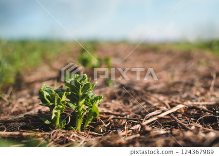 Young potato sprouts growing in a mulch bedding of straw. No dig gardening. Young potato sprouts growing in a mulch bedding of straw. No dig gardening. 124367989
