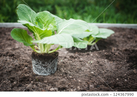 Close-up of fresh Chinese cabbage seedlings with an open root system ready to be transplanted into the garden bed. Close-up of fresh Chinese cabbage seedlings with an open root system ready to be transplanted into the garden bed. 124367990