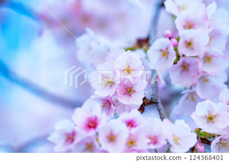 新開的櫻花 124368401