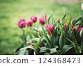 Beautiful tulip flowers blooming in the garden. Spring, holidays, mother's day, women's business concept. 124368473