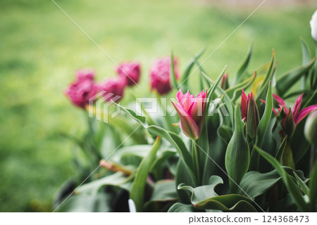 Beautiful tulip flowers blooming in the garden. Spring, holidays, mother's day, women's business concept. 124368473