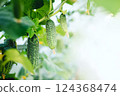 Green fresh cucumbers grow in the garden. Growing organic vegetables in the garden. Place for text. 124368474