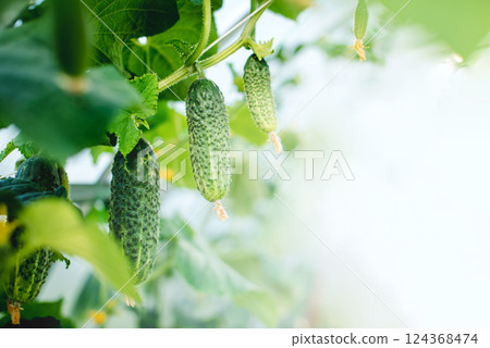 Green fresh cucumbers grow in the garden. Growing organic vegetables in the garden. Place for text. 124368474