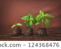 Green sprouts of peppers sprouted in peat tablets on a wooden background. Seedlings of peppers. 124368476