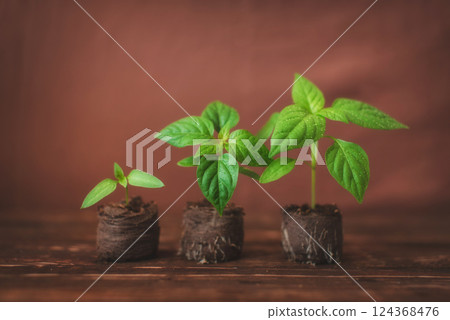Green sprouts of peppers sprouted in peat tablets on a wooden background. Seedlings of peppers. Green sprouts of peppers sprouted in peat tablets on a wooden background. Seedlings of peppers. 124368476