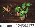 Planting seedlings of peppers in peat pots at home. Garden tools. Growing domestic herbs and vegetables. 124368477