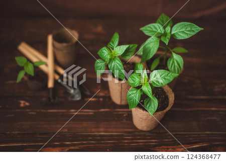 Planting seedlings of peppers in peat pots at home. Garden tools. Growing domestic herbs and vegetables. 124368477