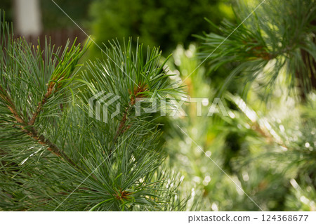 Green pine branch at public park, coniferous. Outdoors. Eco environment. Close up Green pine branch at public park, coniferous. Outdoors. Eco environment. Close up 124368677