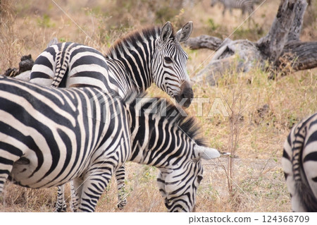 Herd of zebras on the plains 124368709