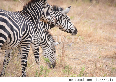 Zebras standing guard in a group 124368713