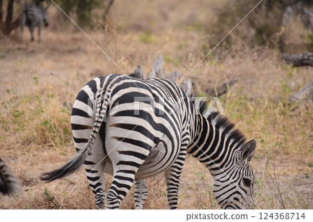 Zebra and red-billed oxpecker on its back Zebra and red-billed oxpecker on its back 124368714