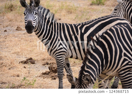 斑馬對此感興趣 124368715