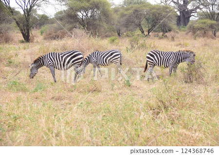 Zebras spending their time however they like Zebras spending their time however they like 124368746