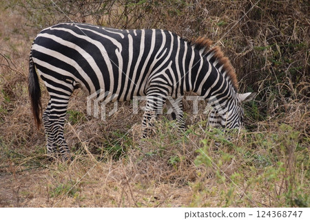 Zebra eating grass 124368747