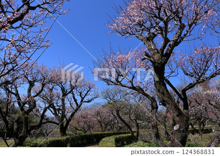 漫步在梅花盛開的梅之壇（高知縣高知城） 124368831