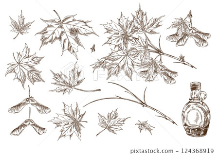 Illustration of a set of sketch maple leaves, branches and seeds with a bottle of maple syrup. 124368919
