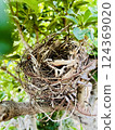 A brown-eared bulbul's nest built in a Japanese bayberry 124369020