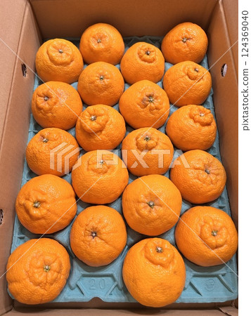 fresh dekopon 124369040