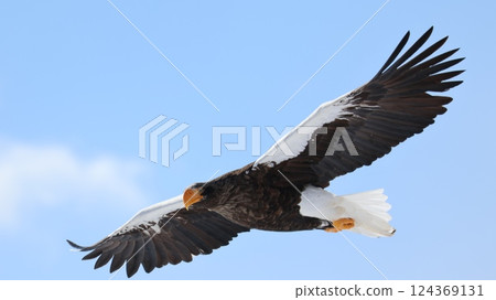 Steller's sea eagle spreading its large wings Steller's sea eagle spreading its large wings 124369131
