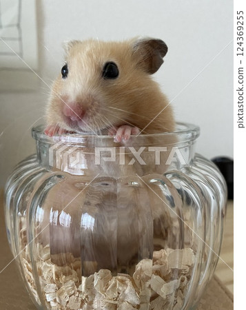 Hamster out of the bottle Hamster out of the bottle 124369255