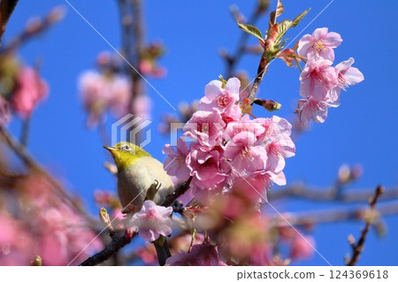 White-eyes on Kawazu cherry blossoms in search of nectar White-eyes on Kawazu cherry blossoms in search of nectar 124369618