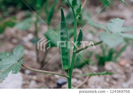 Okra and okra pods 124369708