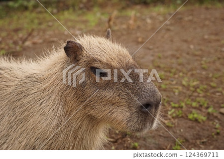 Capybara 124369711