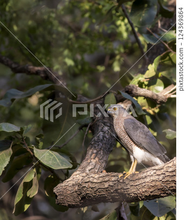 Shikra or Accipiter badius or little banded goshawk bird portrait perched in winter sunlight on face in outdoor wildlife safari at keoladeo national park bharatpur bird sancturay rajasthan india 124369864