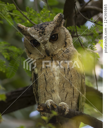 indian scops owl or Otus bakkamoena keoladeo national park bharatpur bird sanctuary rajasthan india bird closeup with eye contact perched or roosting on natural green tree during winter season safari 124369865