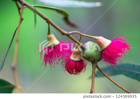 Australian native Eucalyptus Leucoxylon Rosea tree large pink blossom, commonly known Red-flowering Yellow Gum 124369935