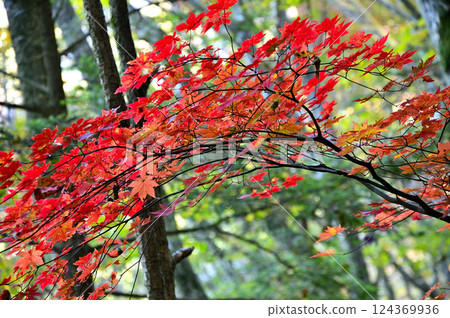 Panorama platform in the Misaka Mountains: Autumn leaves forest 124369936