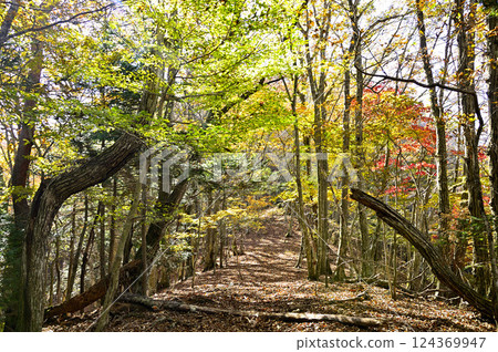 Nakanokurayama in the Tenshi Mountains: A mountain path lined with autumn leaves 124369947