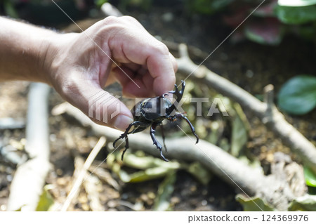 Beetle Beetle 124369976