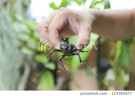 Beetle Beetle 124369977