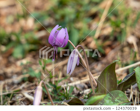 Purple flower of a dog 124370039