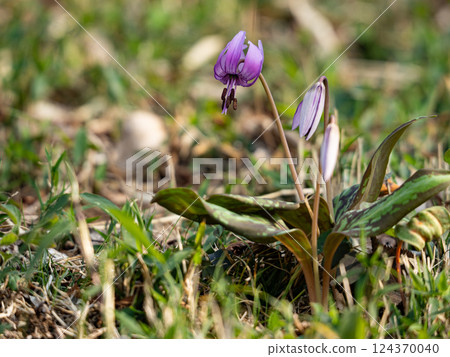 Purple flower of a dog Purple flower of a dog 124370040